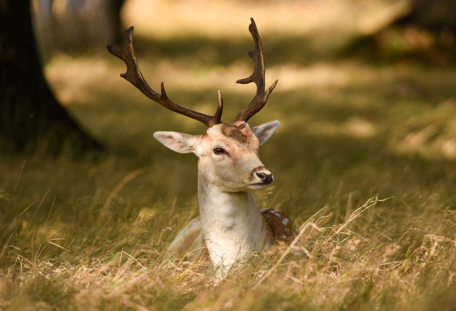 How to Make the Most of Richmond Park Throughout the Year